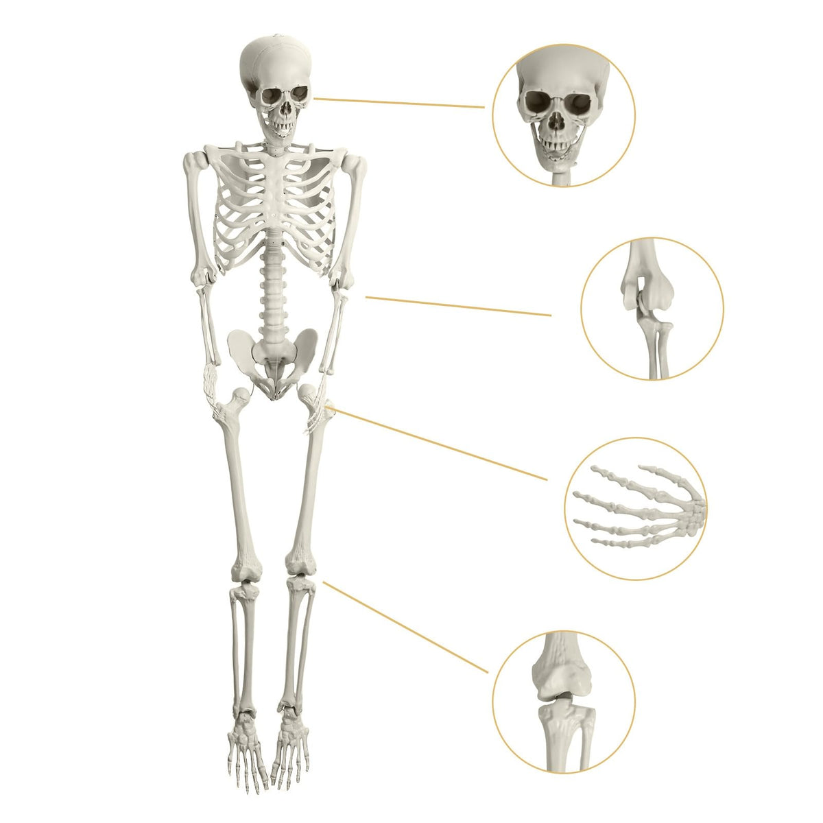 5.4ft Poseable Life Size Skeleton with Movable Joints H509
