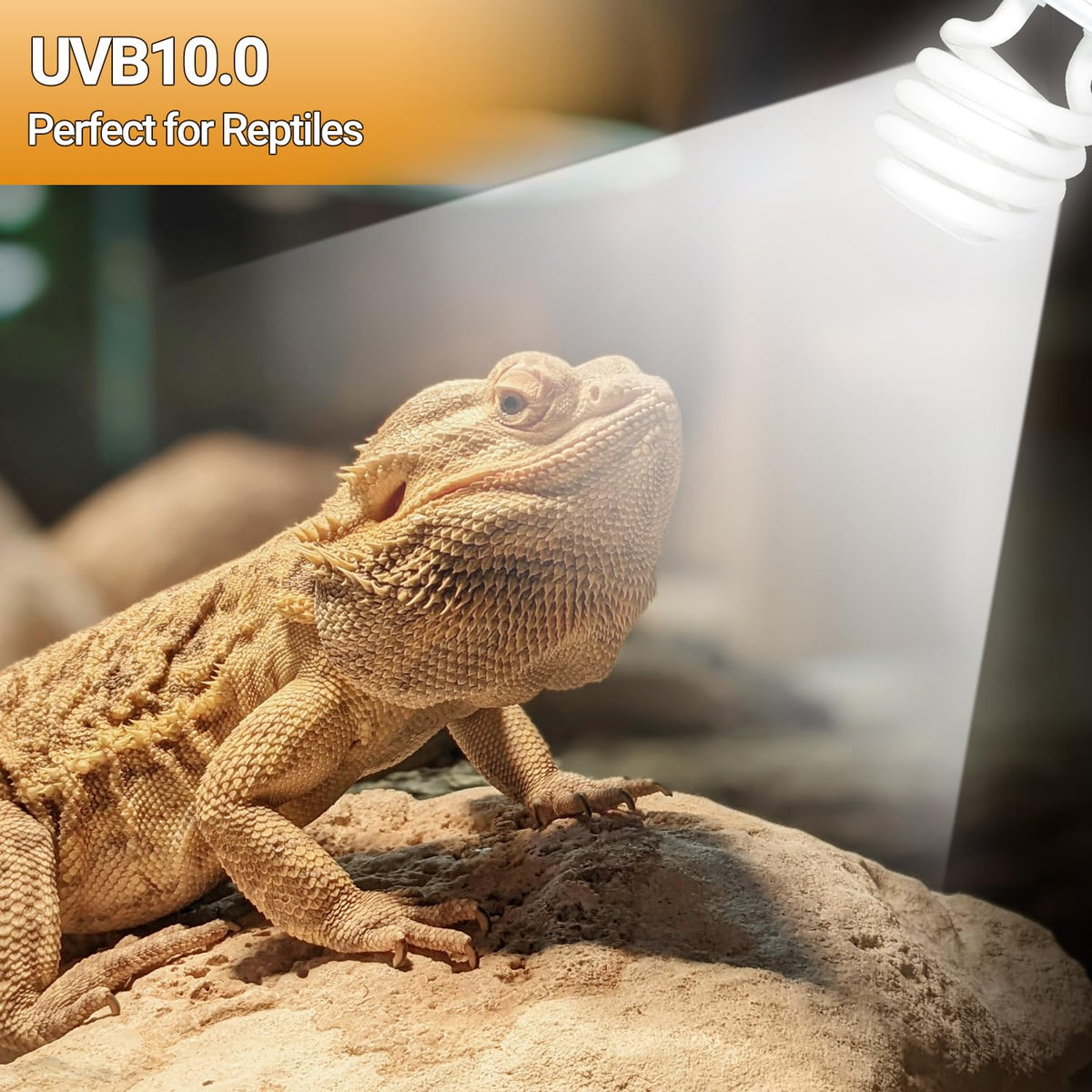 100W Reptile Heat Lamp Bulb and 26W 10.0 UVB Reptile Light Combo Pack B6141